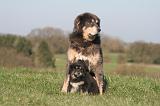 DOGUE DU TIBET 468